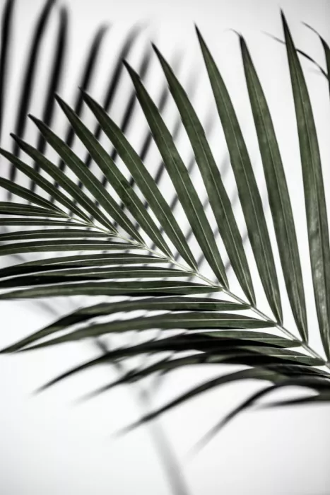 Böhmer, Mareike: Foglia di Palma Verde Vibrante