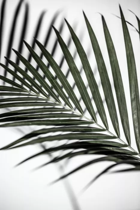 Böhmer, Mareike: Ombre estive