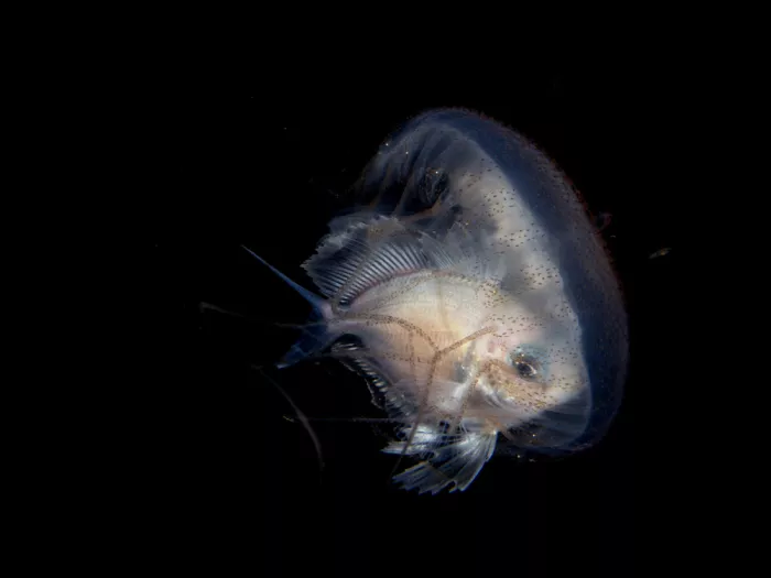 Tov, Ben Ilan: Pesce e medusa