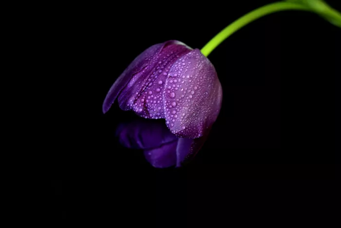 Langerak, Henk: Tulipano