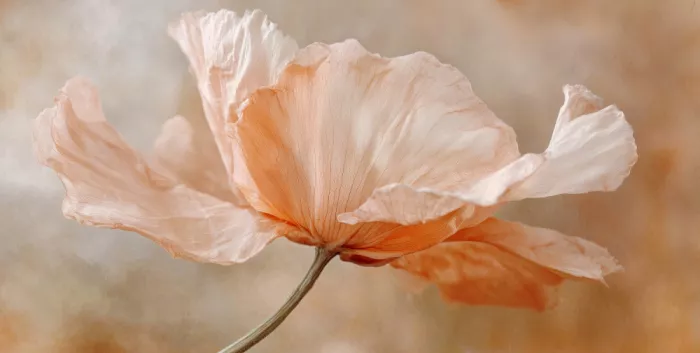 Treechild: Fiore sussurrante