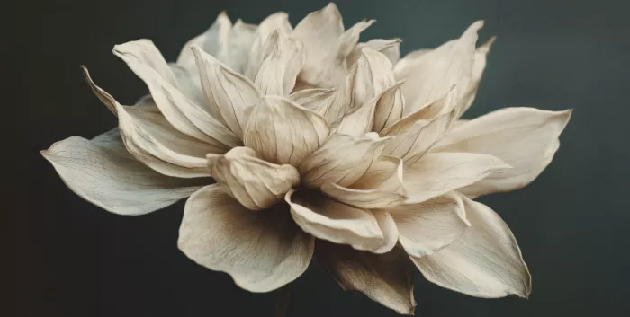 Treechild: Fiore senza tempo