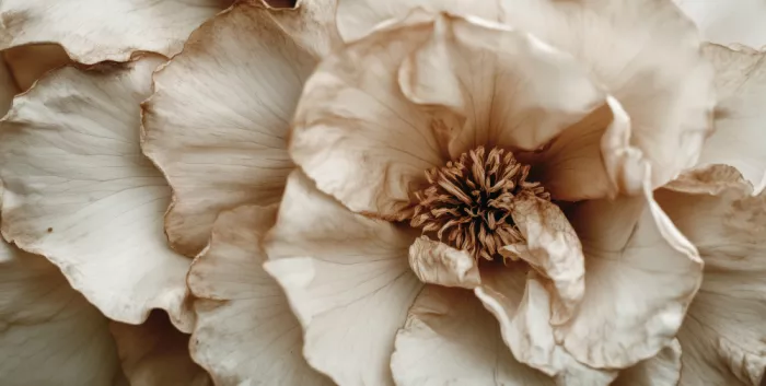 Treechild: Petali in sussurro