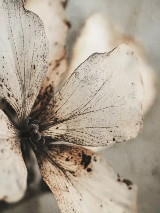 Treechild: Sussurro di petalo appassito