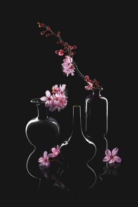 Jacobs, Lydia: Jarní Prunus Cerasifera