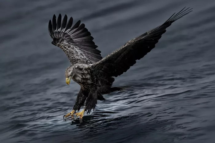 Zhao, Qing: Aquila in azione