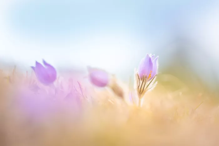 Eisenmann, Ulrike: Wild Pasque Flowers