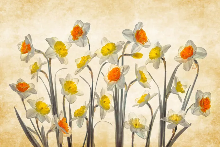Jacobs, Lydia: Eleganti Narcisi Primaverili