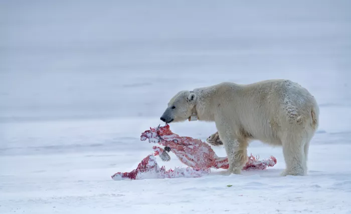 Fischer, Jie: Pranzo