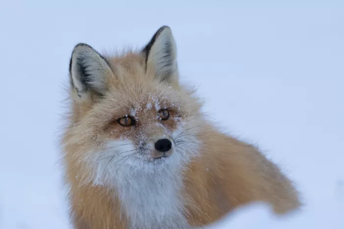 Qin, Xuemei: Rotfuchs im Schnee