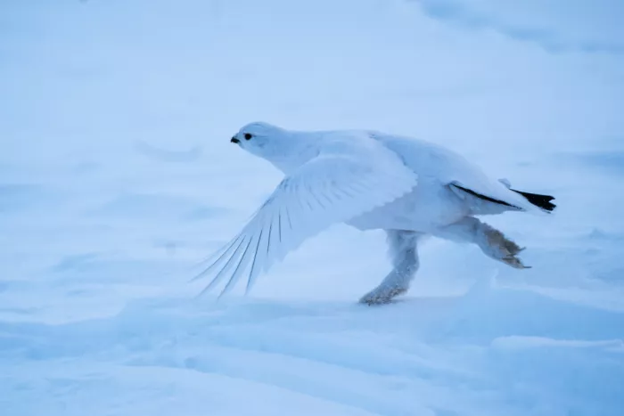 Qin, Xuemei: Schneehuhn
