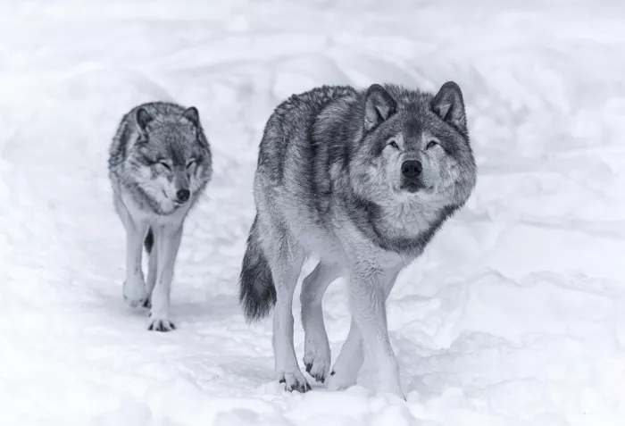 Lin, Cong: Lobo 1