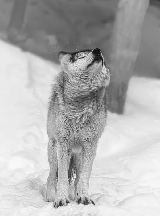 Lin, Cong: Lobo 2