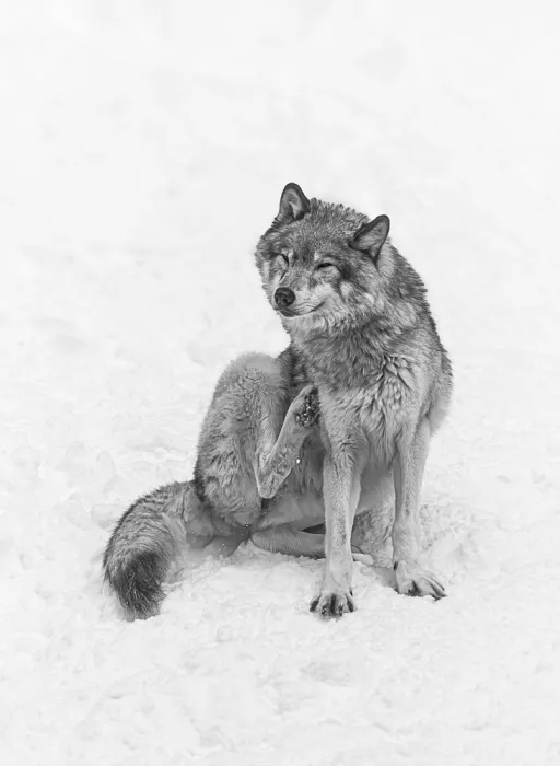 Lin, Cong: Lobo 3