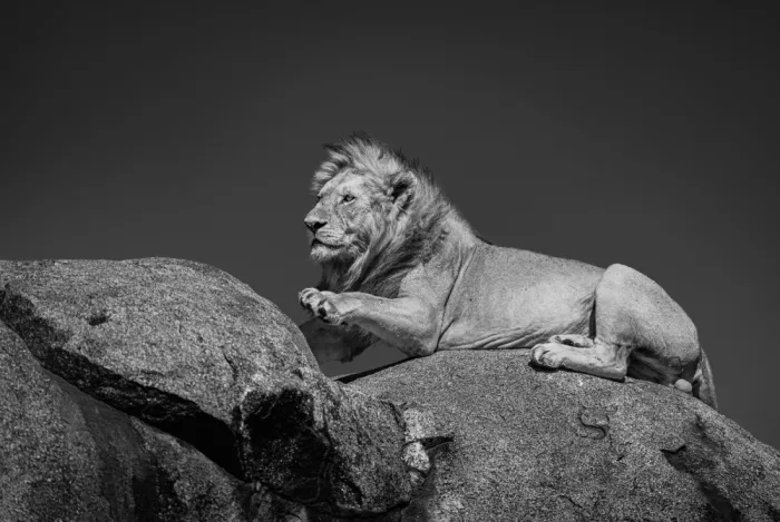 Sharma, Abhinav: Mufasa na Pride Rock