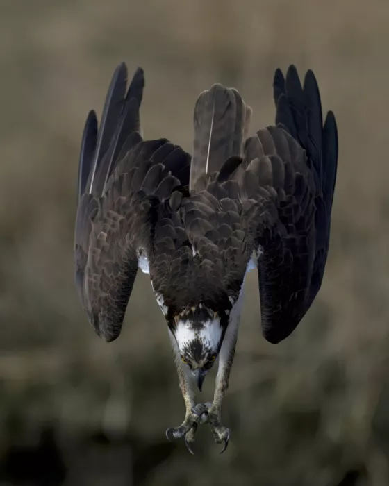 Lam, Gavin: Águila pescadora en acción...
