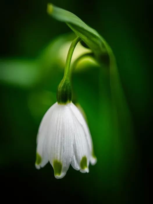Kuniokuramochi: Leucojum aestivum