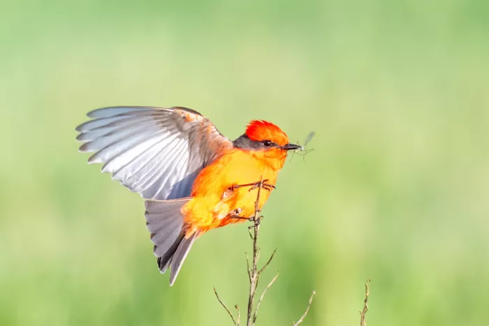 Lipinghu: Schwalbenschwanz fängt Insekten
