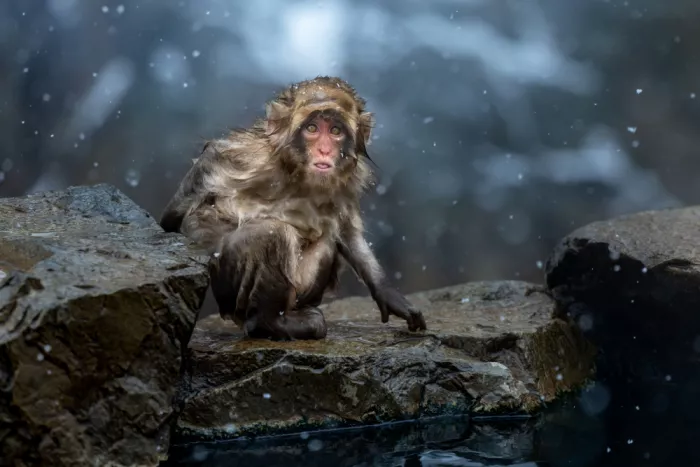 W, Joanna: Sorgenti termali invernali - Macaco della neve - 1