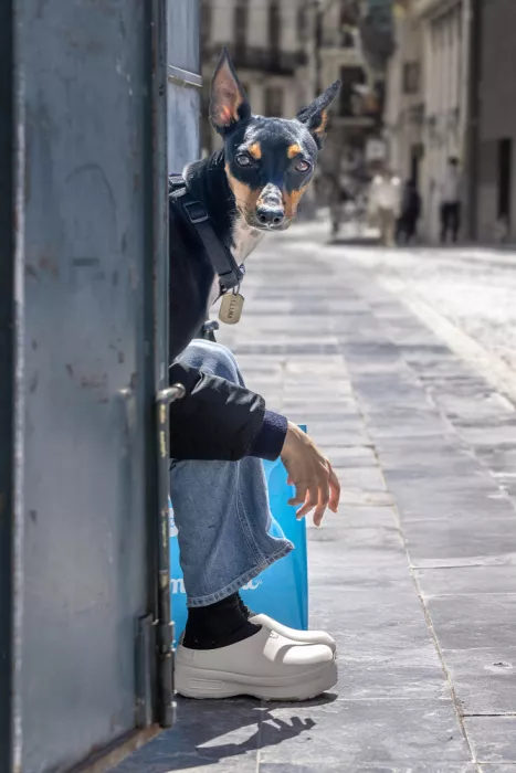 Egger, Marcel: Compras con perro