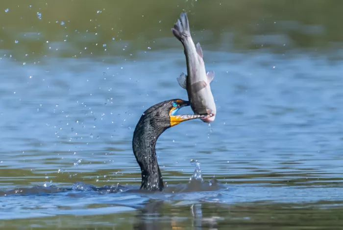 Zeng, Jiahong: Cormorani e trota grande