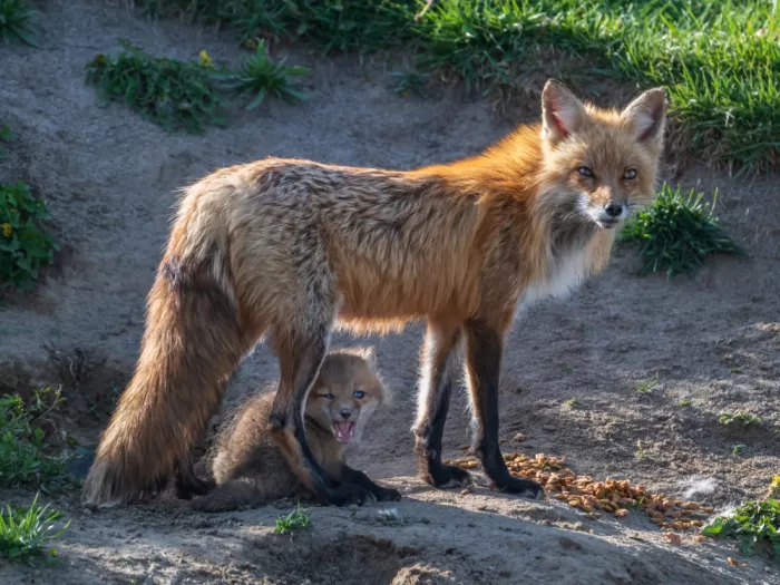 Zeng, Jiahong: Madre e cucciolo di volpe rossa
