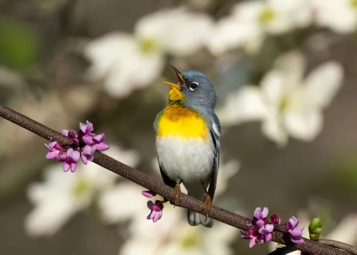 Zhang, Robert: Parula en flor