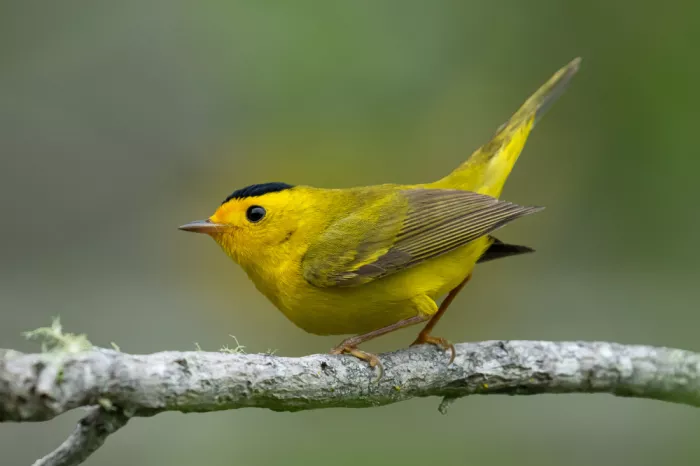 Qin, Xuemei: Wilsons Waldsänger