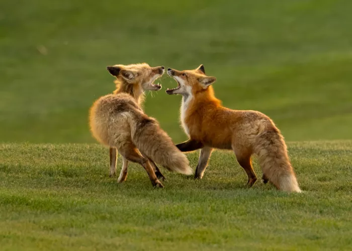 Wang, Victor: Roter Fuchs