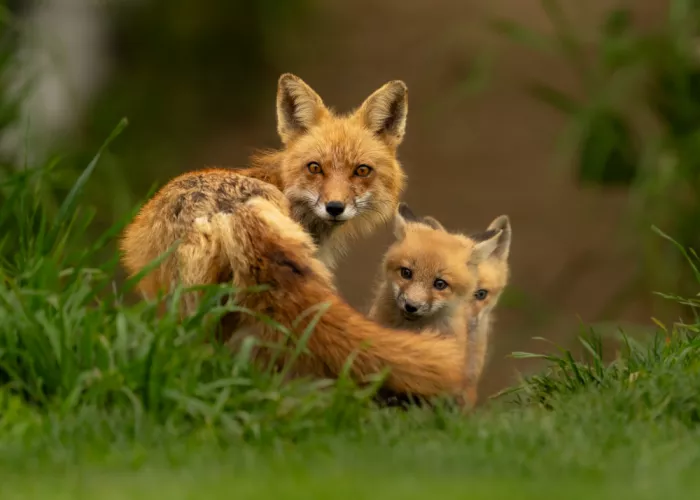 Wang, Victor: Rotfuchs-Mutter und Welpen