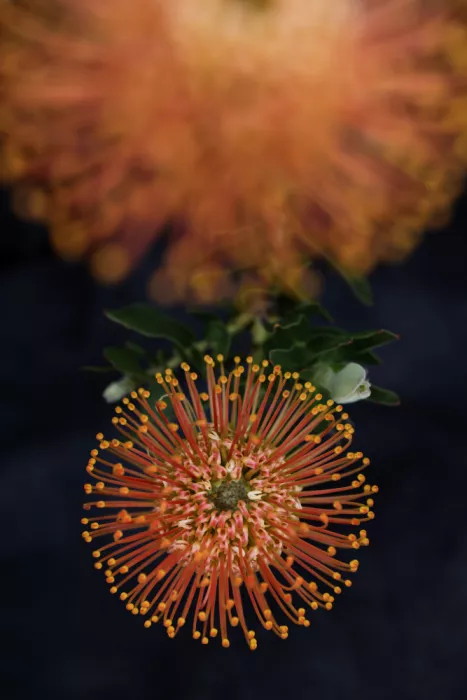 Clint, by Shot: Vibrierende Nadelkissen-Protea