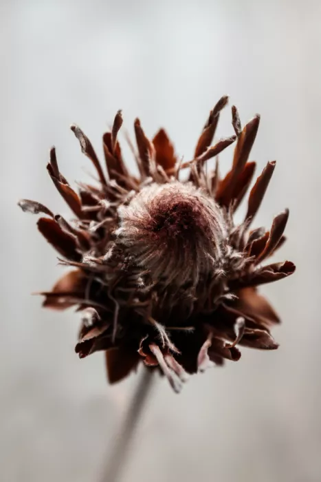 Clint, by Shot: Verwelkte Blüte