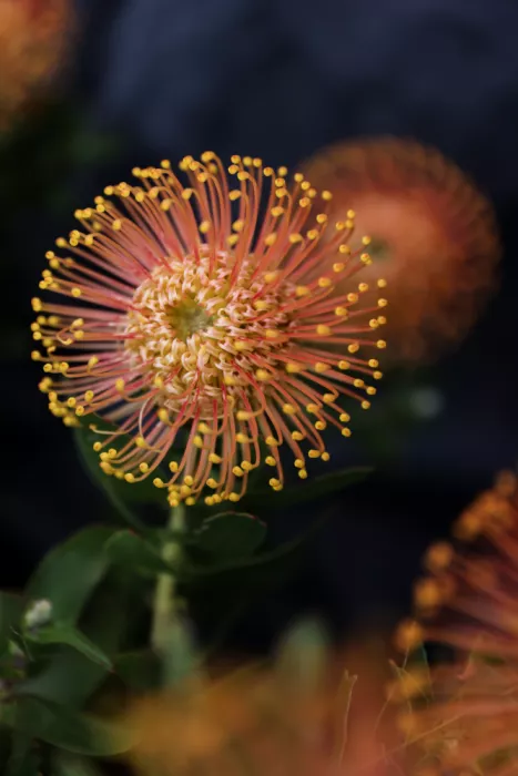 Clint, by Shot: Leucadendron in voller Blüte
