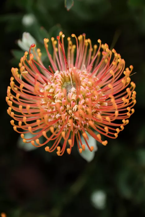 Clint, by Shot: Lebendige Protea-Blüte