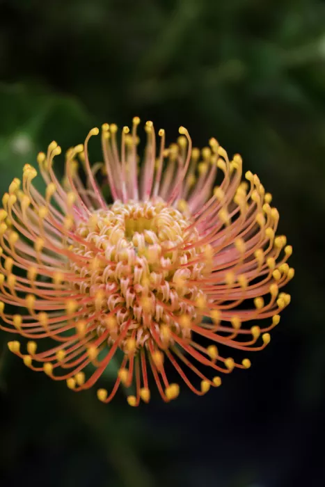Clint, by Shot: Farbenfrohe Protea-Blüte