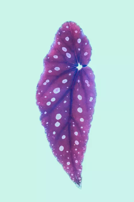 Clint, by Shot: Foglia viola vibrante con pois