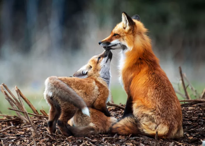 Luo, Louie: Volpe madre e cucciolo