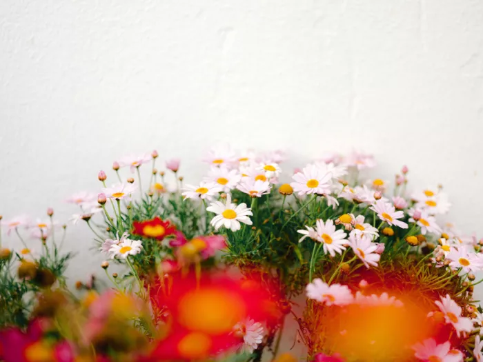Zwart, Raisa: Fleurs sauvages vibrantes
