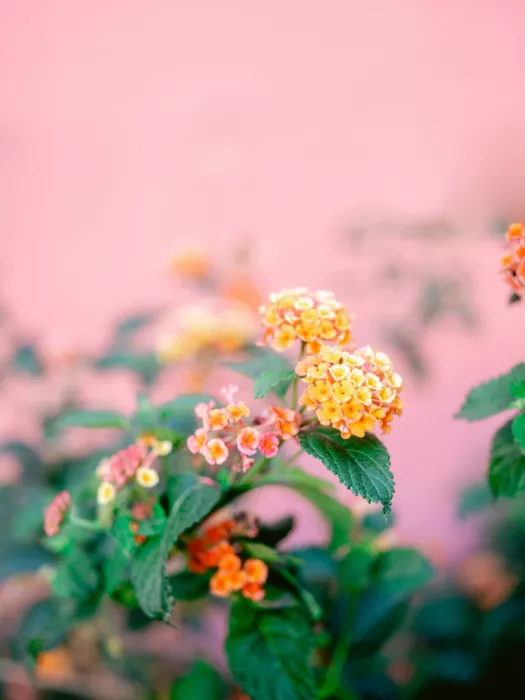 Zwart, Raisa: Vibrations florales colorées