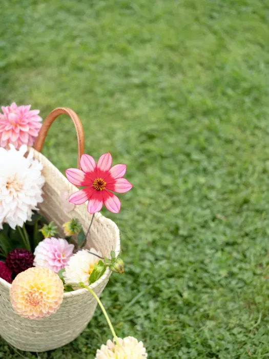 Zwart, Raisa: Fleurs colorées dans un panier