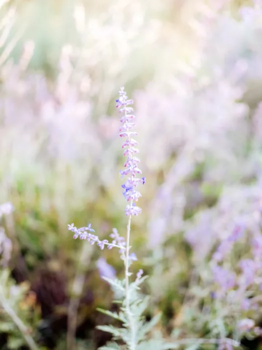 Zwart, Raisa: Sfumature di lavanda