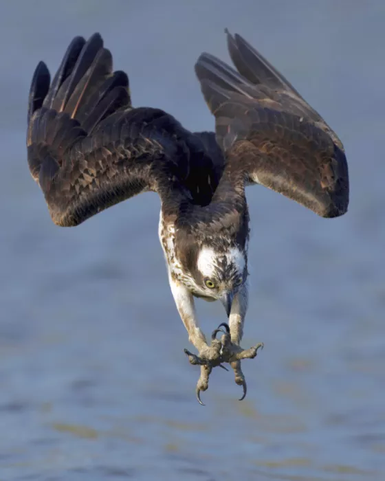 Lam, Gavin: Águila pescadora cazando...