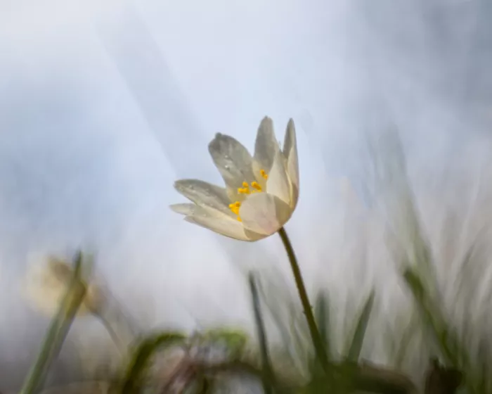 Barboni, Sergio: Anemone