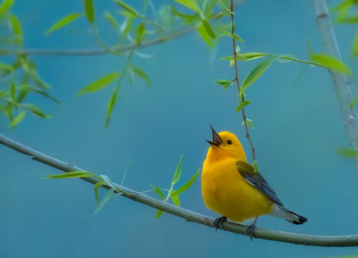 Z, Leechee: Prothonotary Warbler II
