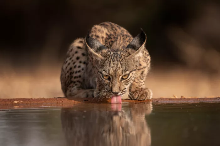 Gil, Ignacio José: Lince iberica 1