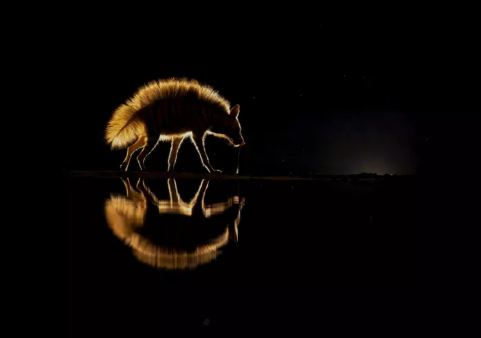 LI, MIN: Hyena pruhovaná