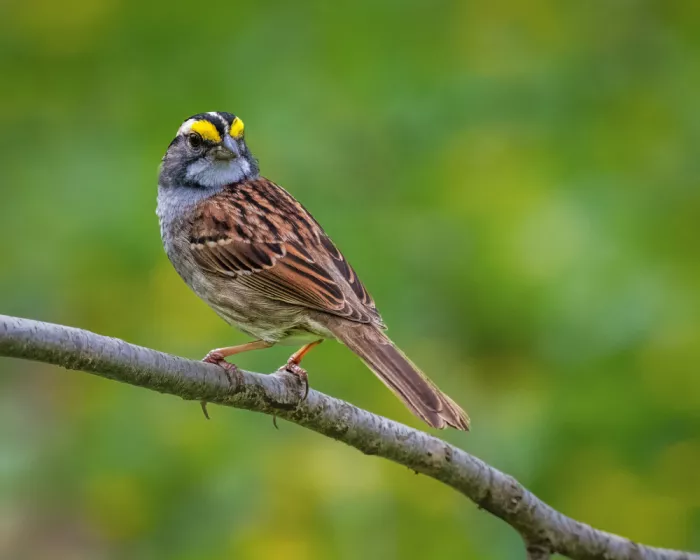 Cai, Xiao: White Throated Sparrow