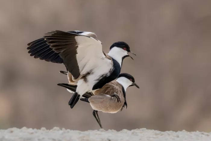Procaccia, Itamar: Pavoncelle speronate