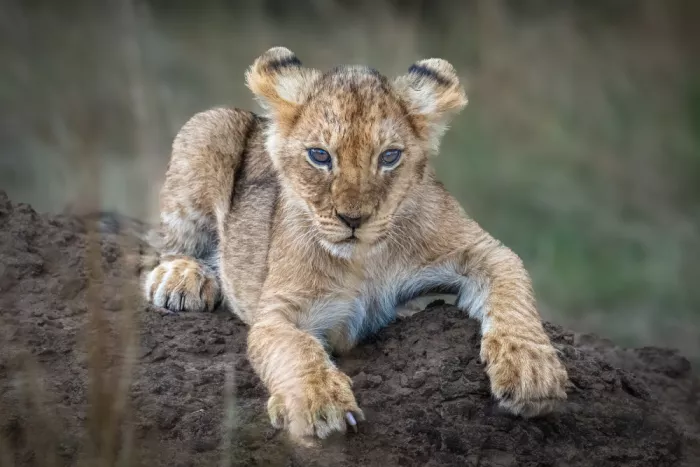 Sink, C. Jeffrey: Il cucciolo solitario