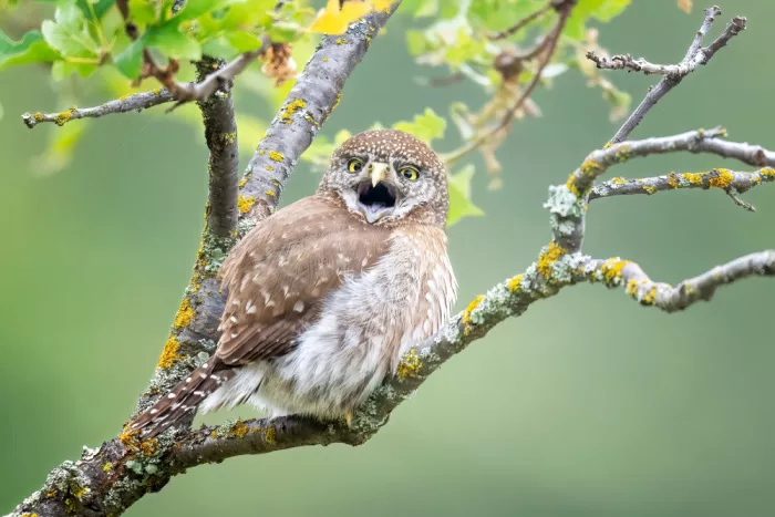 Lipinghu: Nördlicher Zwergkauz singt im Baum